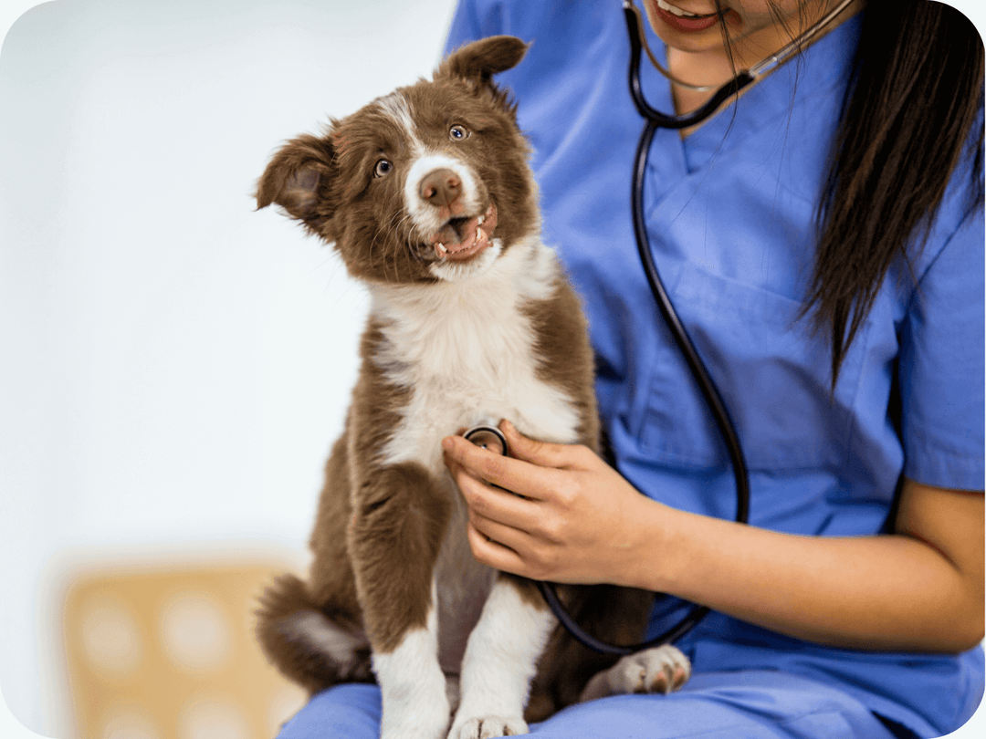 Veterinarian in blue scrubs examining a happy brown and white puppy with a stethoscope.