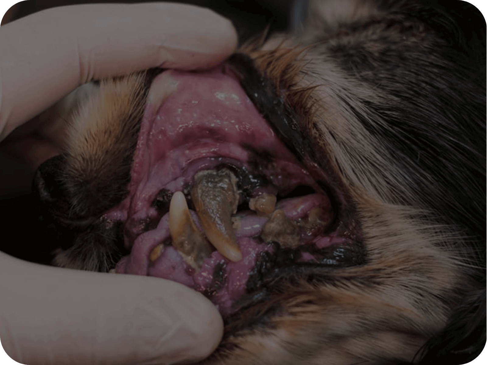 Close-up of a dog's mouth showing severe dental disease, highlighting oral health issues and the need for veterinary care.
