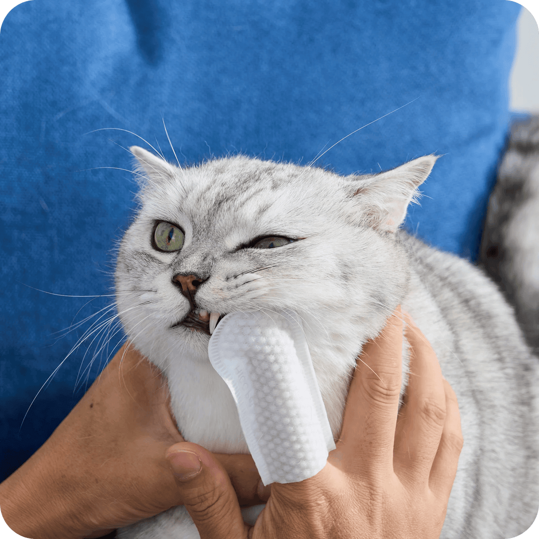 Person cleaning a grey cat's teeth with a pet toothbrush while the cat makes a funny face on a blue background.