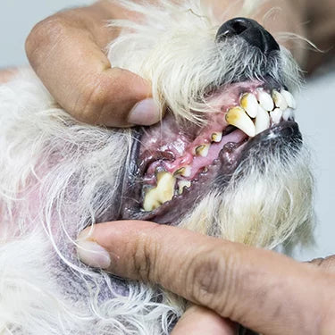 looking-into-dogs-mouth.webp__PID:119b2849-1f6b-4af3-8a51-98de2ae46848